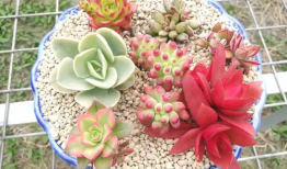 多肉小野猫吃瓜爆料,娱乐圈幕后真相大曝光