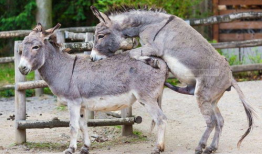 驴的交配视频,一场自然交配的视觉盛宴
